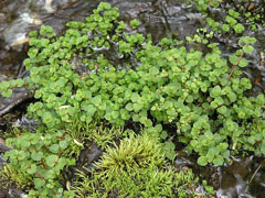 Chrysosplenium americanum Water Mat, American golden saxifrage Chrysosplenium americanum Water Mat, American golden saxifrage